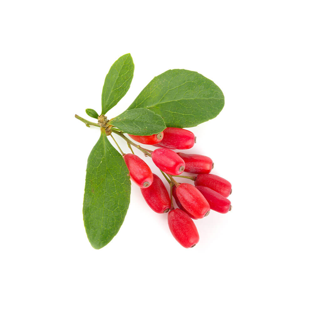 Phenocal Review – Green Tea Extract for Blood Sugar & Metabolic Health Support